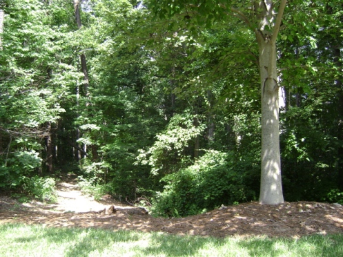 Typical North Carolina Walking Path